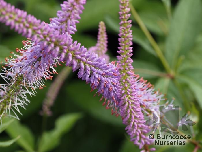 VERONICASTRUM virginicum f.roseum 'Pink Glow'